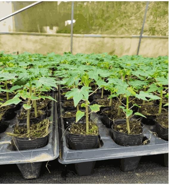 GOLDEN CREAMY PAPAYA SEEDS