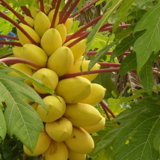 GOLDEN CREAMY PAPAYA SEEDS
